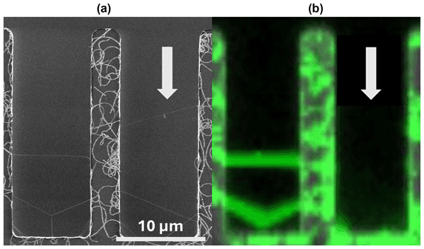 Batch Growth of Carbon Nanotubes